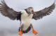 A puffin flies through the air with sand lance in its mouth.