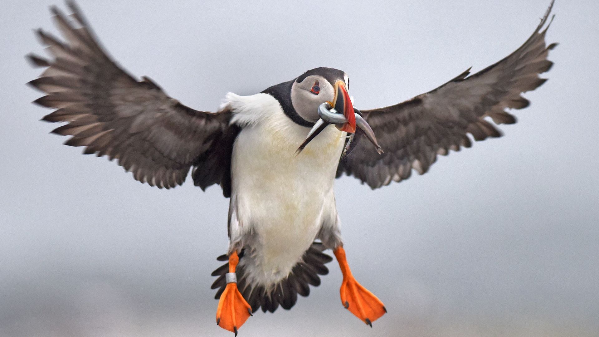 Puffins Are Making a Comeback in Maine, Smart News