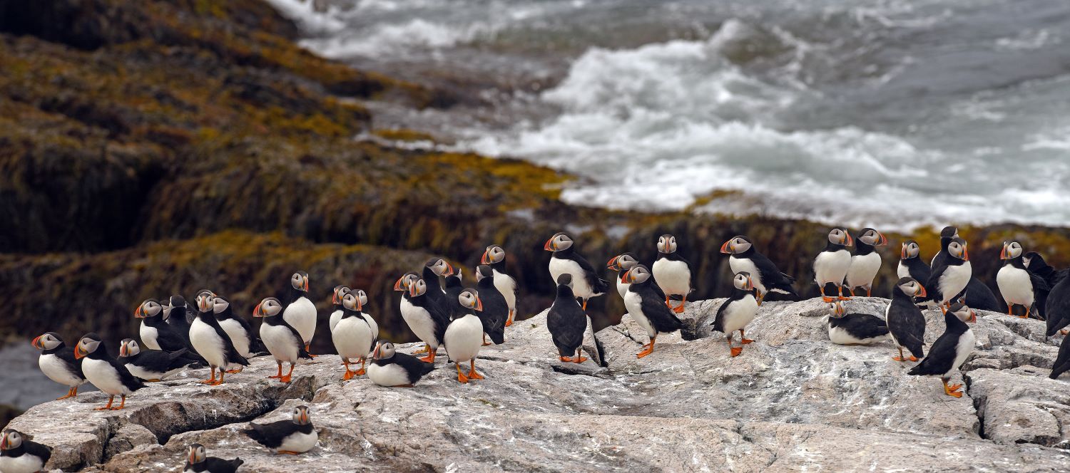 A large group of puffins stand on a large boulder.