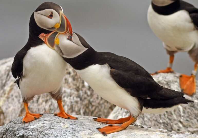 Two puffins nuzzle up close, with one sticking its beak on the head of the other puffin.