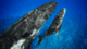 Two humpback whales swimming in the ocean.