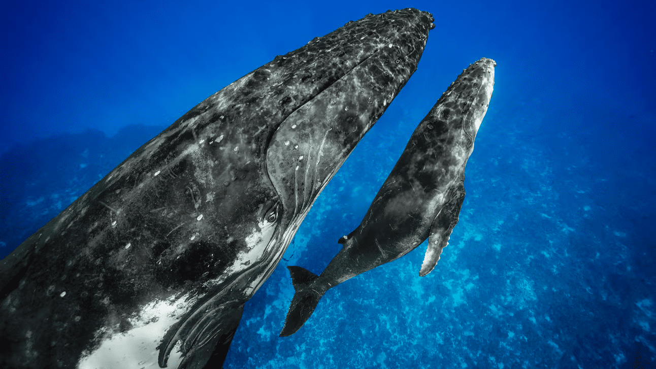 Two humpback whales swimming in the ocean.