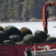 A boat transports bags of rockweed.