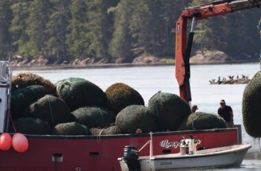 A boat transports bags of rockweed.