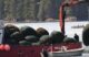 A boat transports bags of rockweed.
