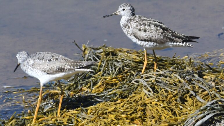 Two young birds are seen amid rockweed.