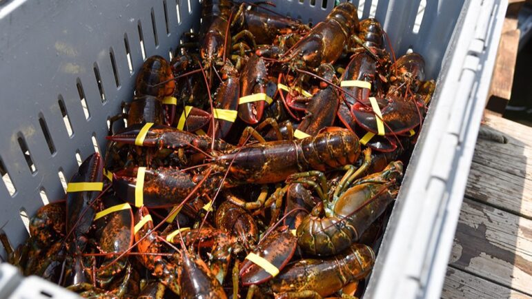 A crate of lobsters.