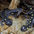 Two spotted salamanders.