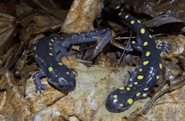 Two spotted salamanders.