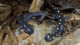 Two spotted salamanders.