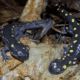 Two spotted salamanders.