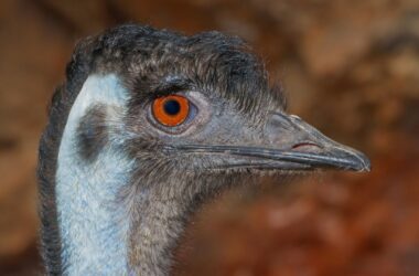 a closeup of an emu's head