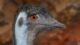 a closeup of an emu's head