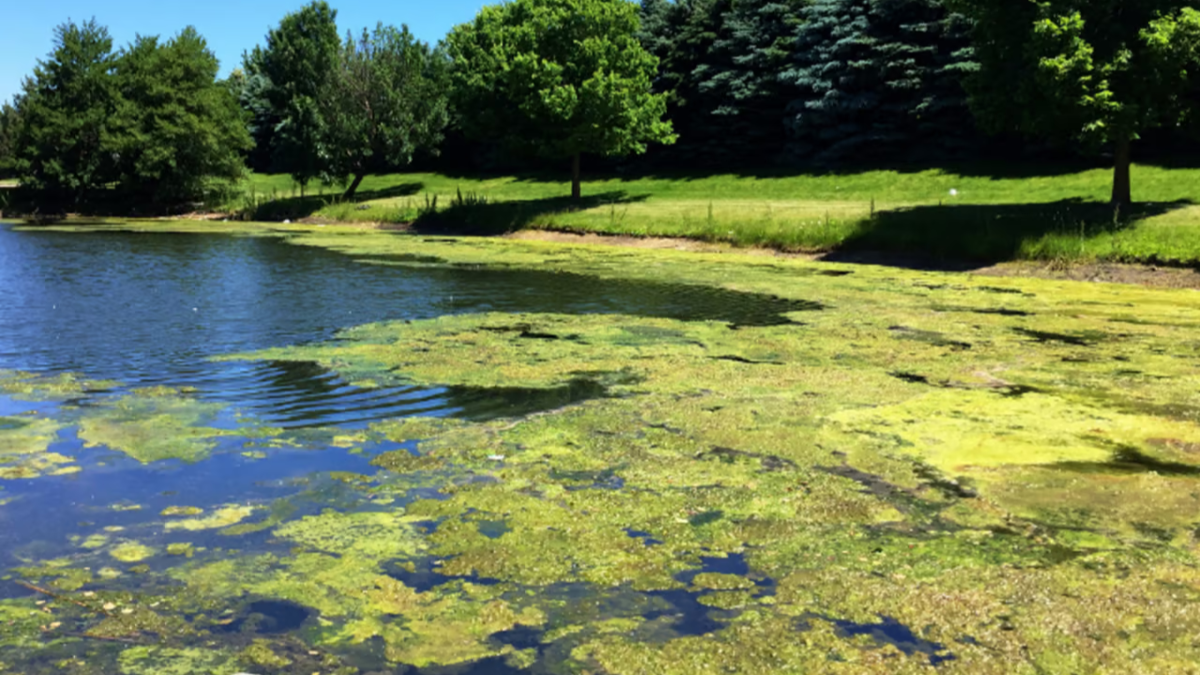 algae lines the shores of a body of water