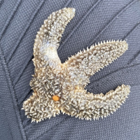 A lesion seen on a forbes sea star.