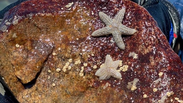 Two sea stars found at Acadia.