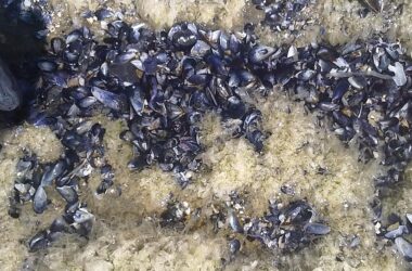 An array of mussels in the sand.
