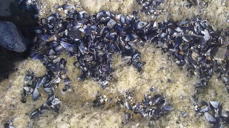 An array of mussels in the sand.