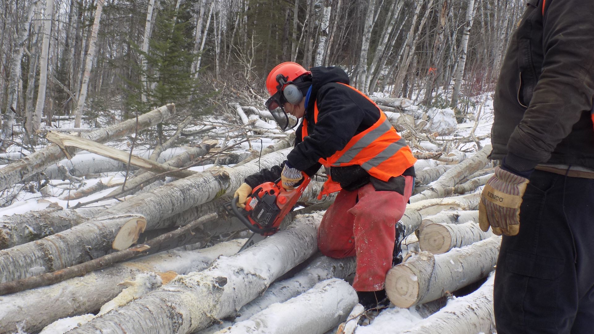 A student operates a chainsaw to cut up timber.