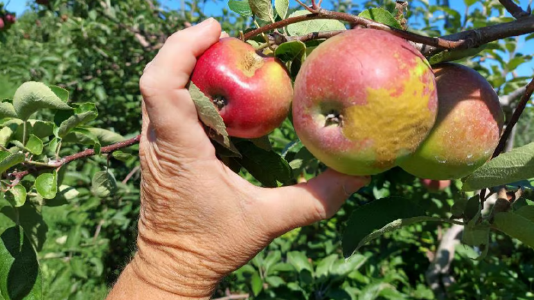 a hand grabs onto one of two apples on a tree.