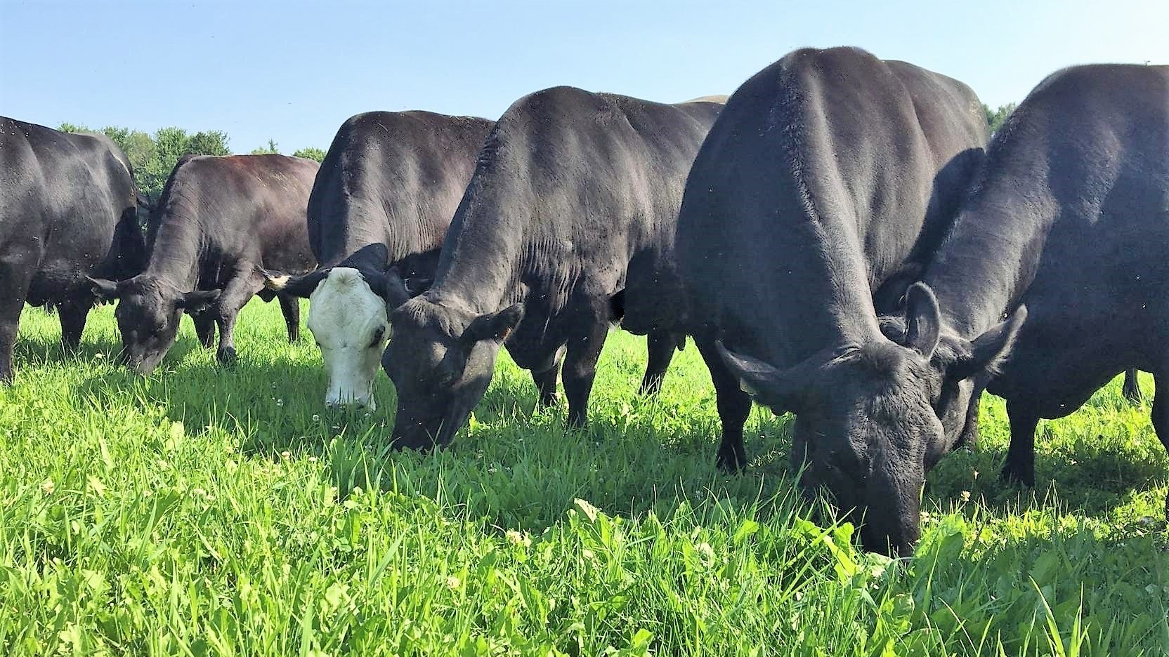 Livestock grazing on grass in a field.