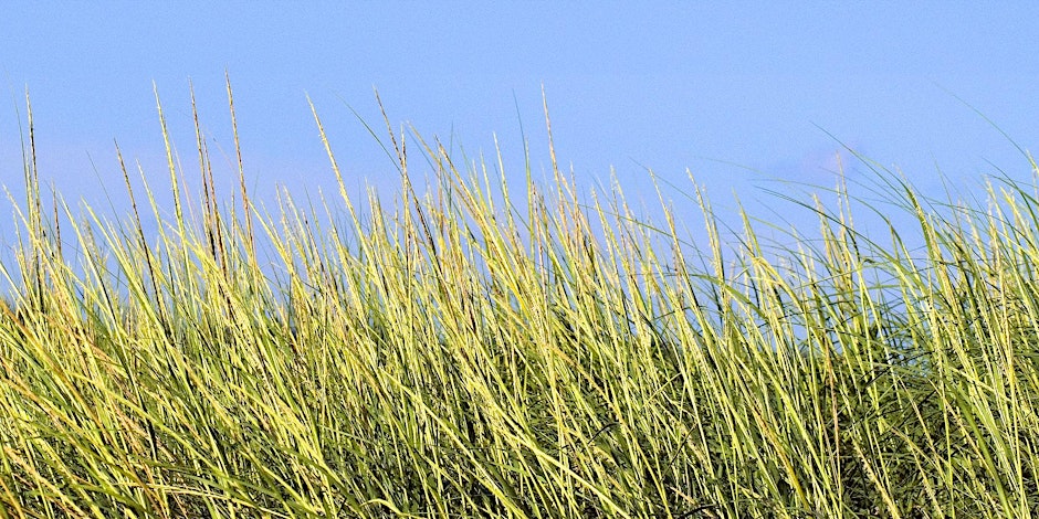 How Maine's saltwater wetlands are under pressure - Vimarsana News