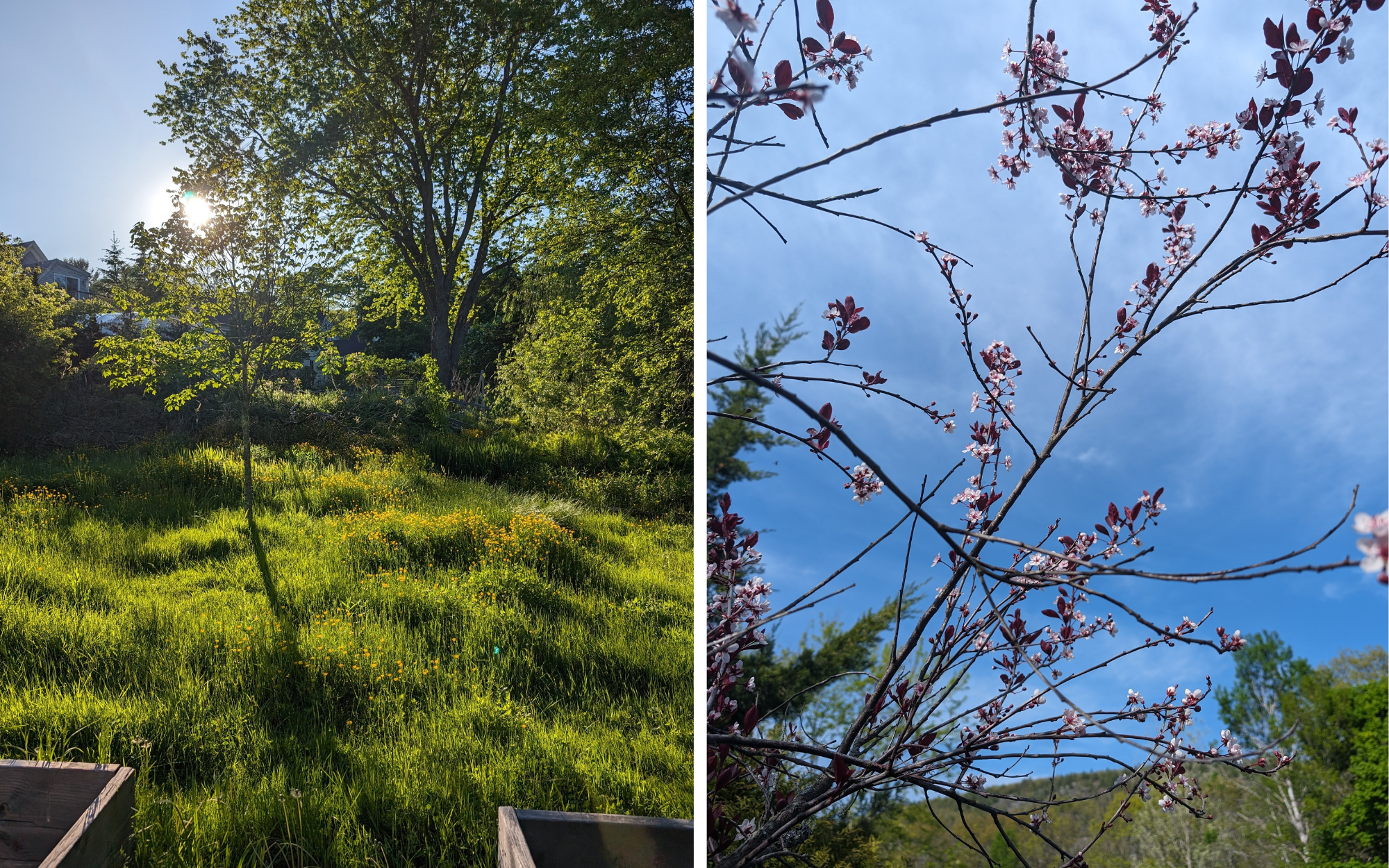 Tall grass grows in the photo on the left while in the photo on the right, cherry plums grow.