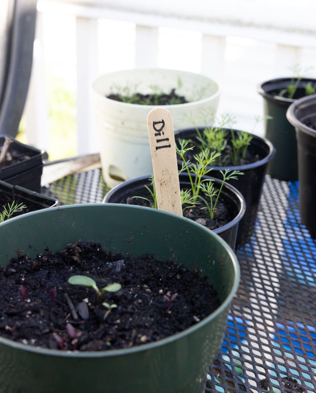 Plants, including dill, grow in small pots.