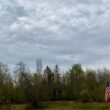 Rows of trees in a forest belonging to Worcester Holdings.