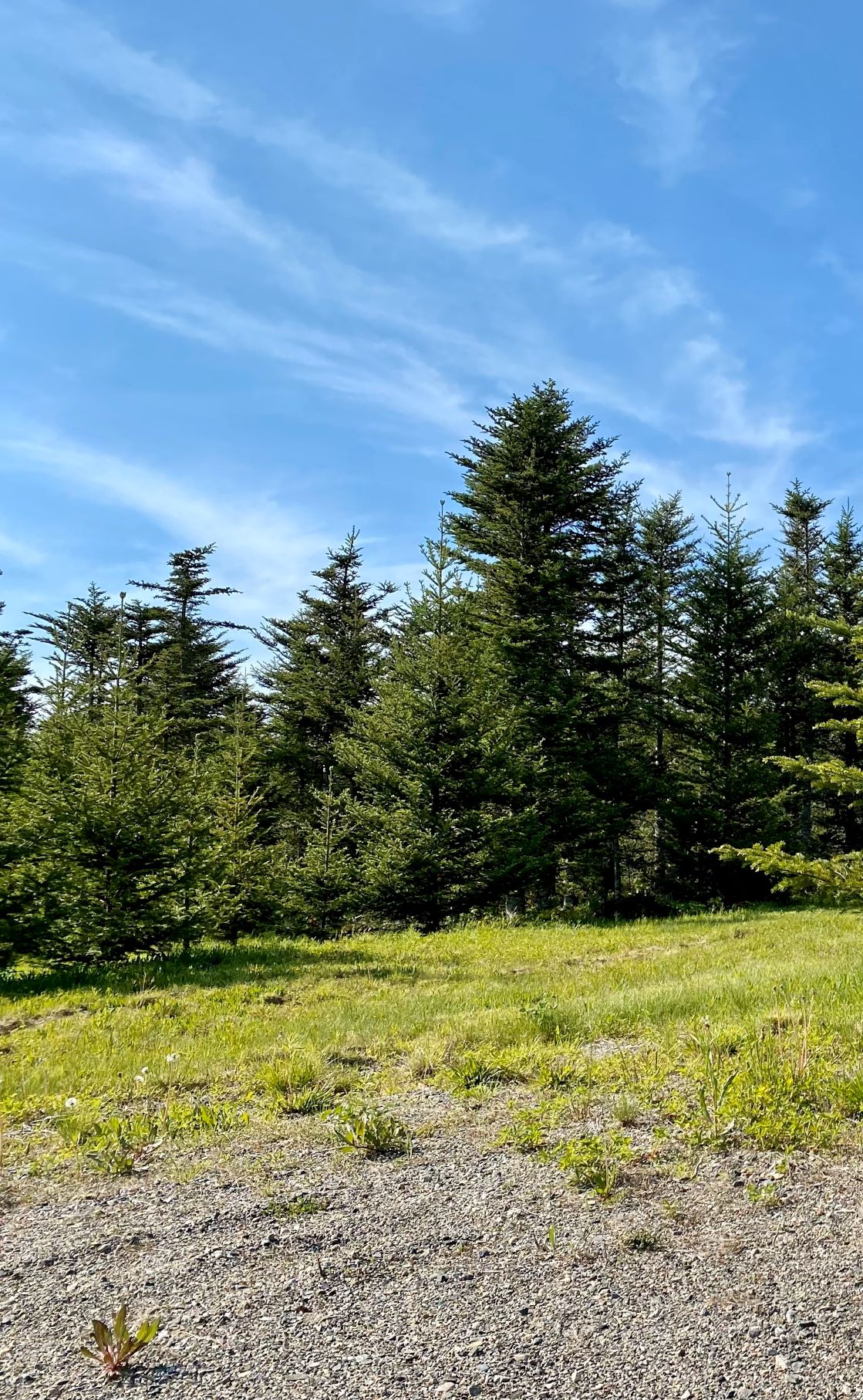 Trees that are part of the Worcester Holdings forest.