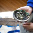 Two hands hold an abalone shell and an eagle feather.