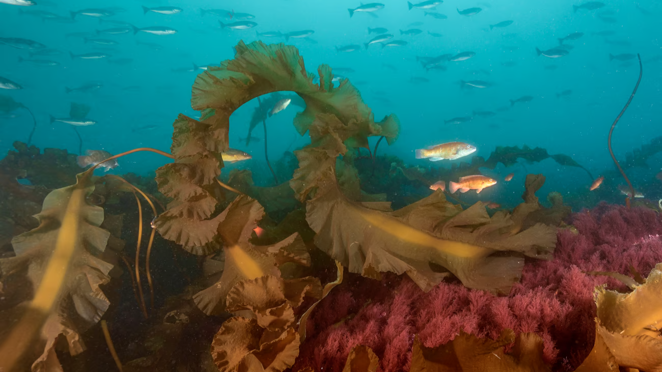 A view of fishes and other marine life under the water.