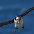 A puffin soars through the air with a few fish between its beak.