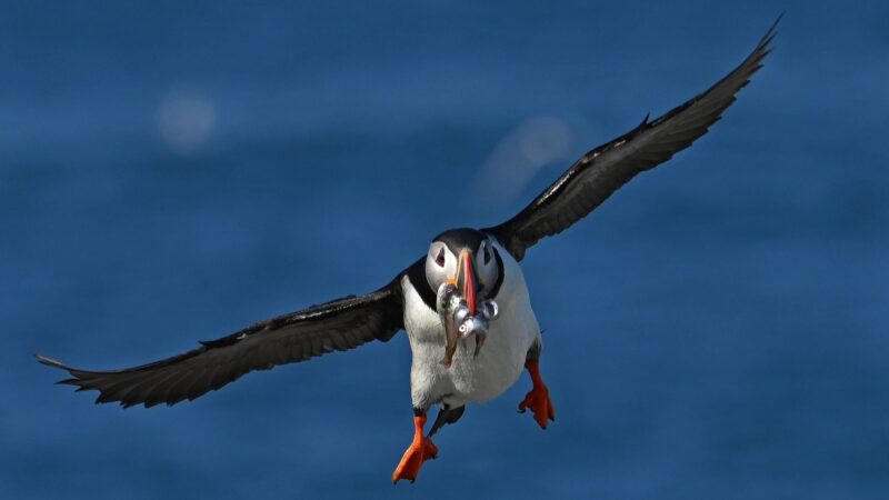 A puffin soars through the air with a few fish between its beak.