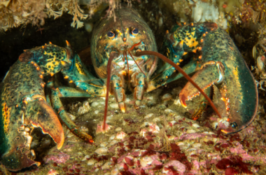 A lobster seen up close.