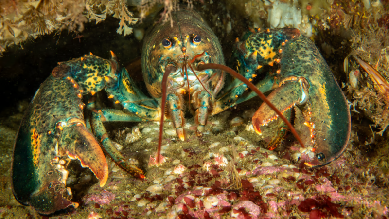 A lobster seen up close.