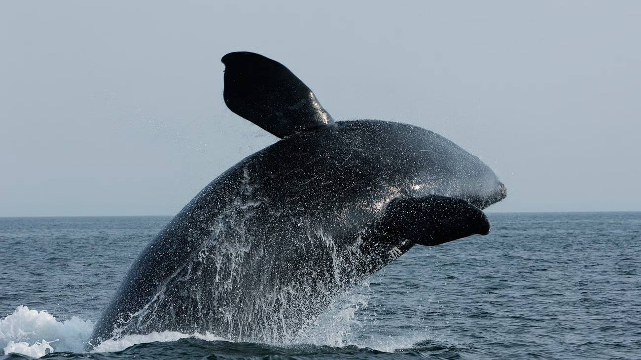 A north atlantic right whale breaching.