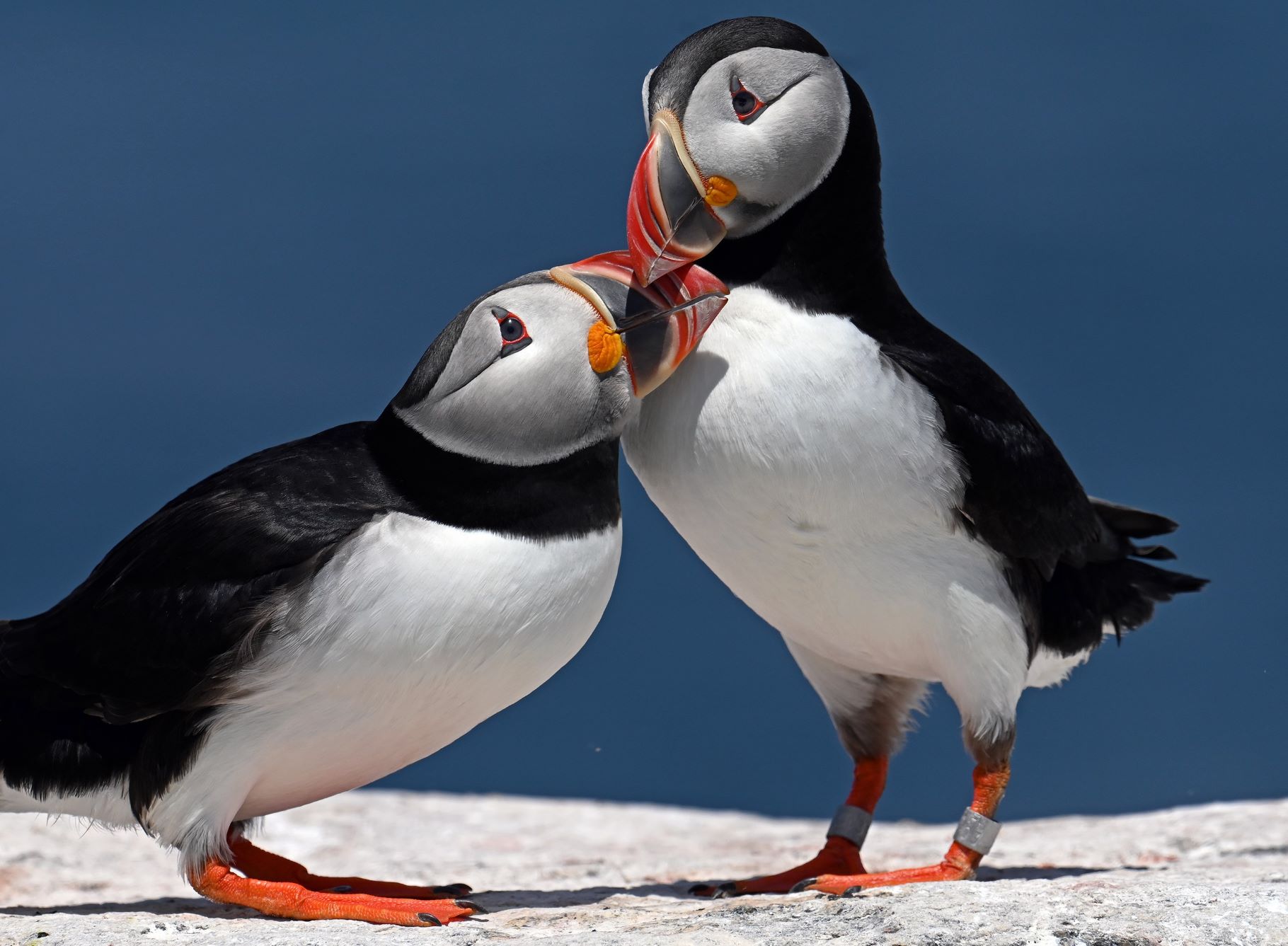 A puffin nuzzles up to another puffin.