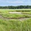 A look at the Old Pond marsh.