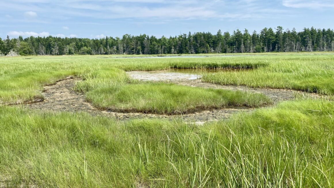 A look at the Old Pond marsh.