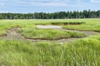 A look at the Old Pond marsh.