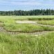 A look at the Old Pond marsh.