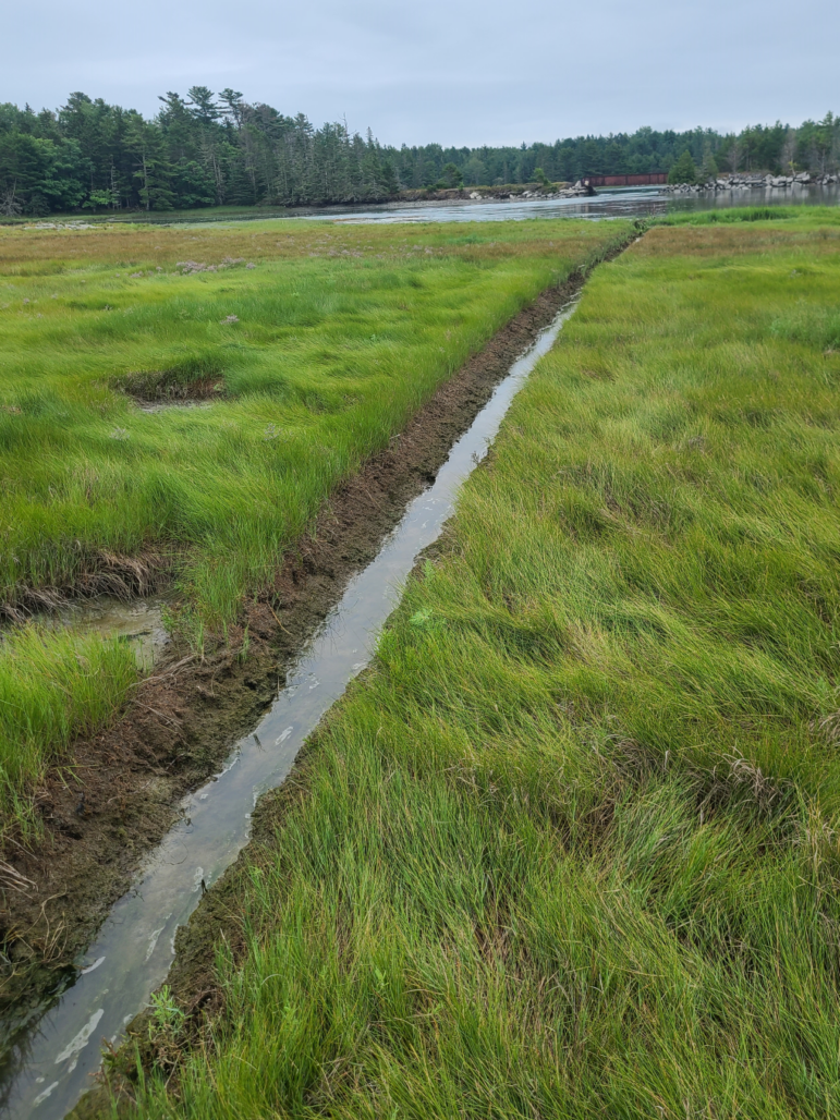 A runnel dug at the Old Pond marsh.