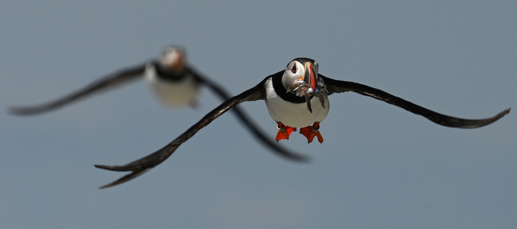 Two puffins flying with haddock in the beaks.