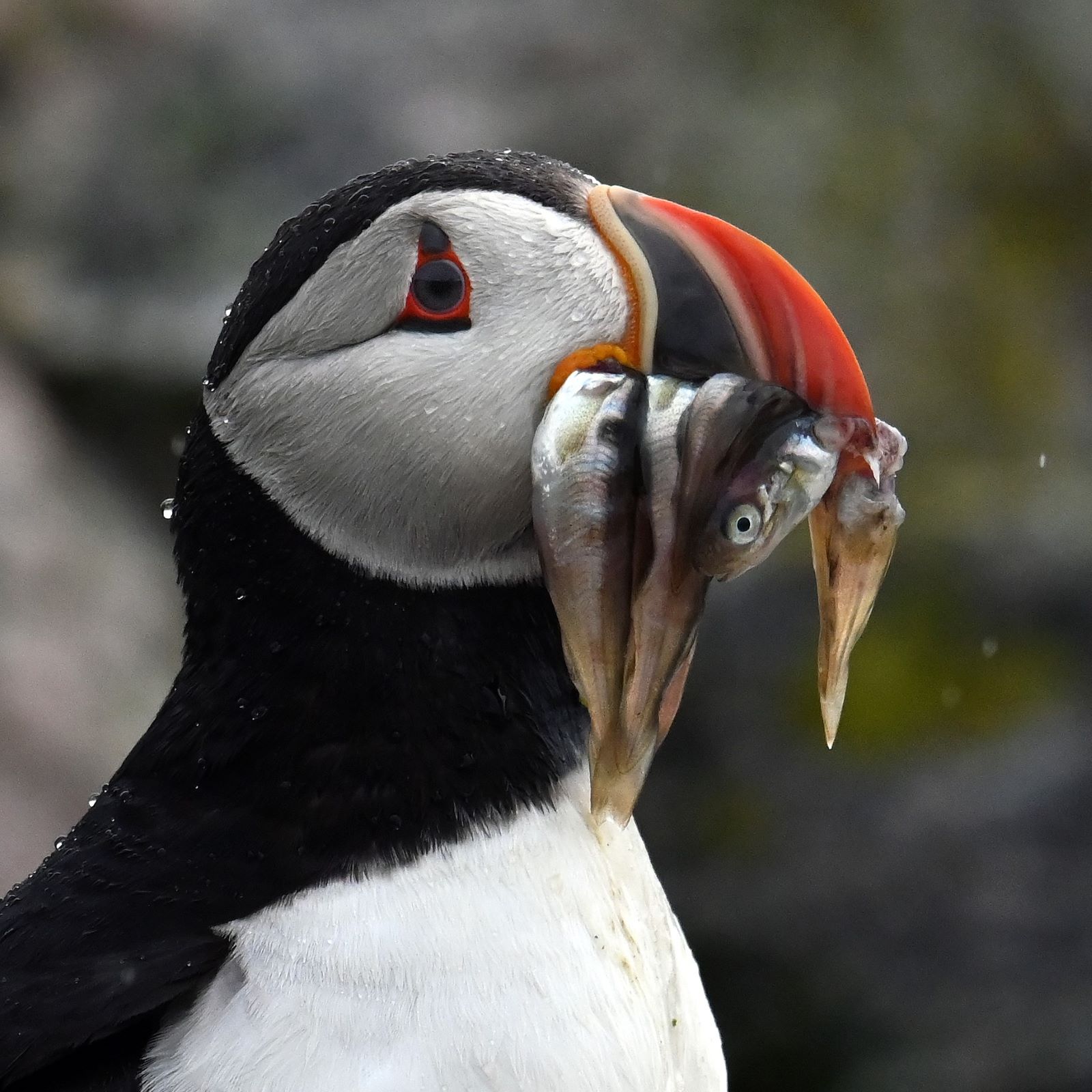 A puffin with haddock pieces in its beak.