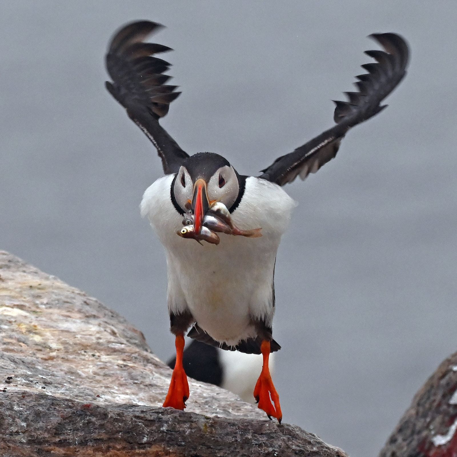 A puffin with haddock in its beak flaps its wings to start flying.