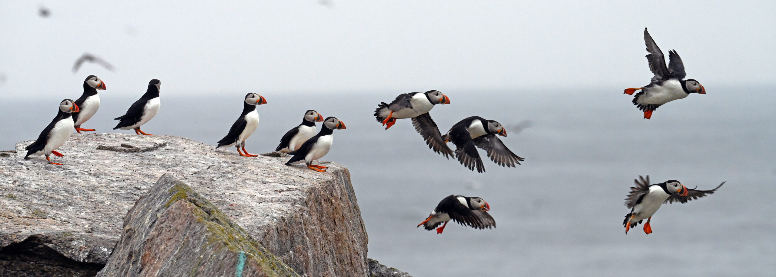 A group of puffins. About half the group has begun flying through the air while the other half stands on a boulder while watching the group that is flying.