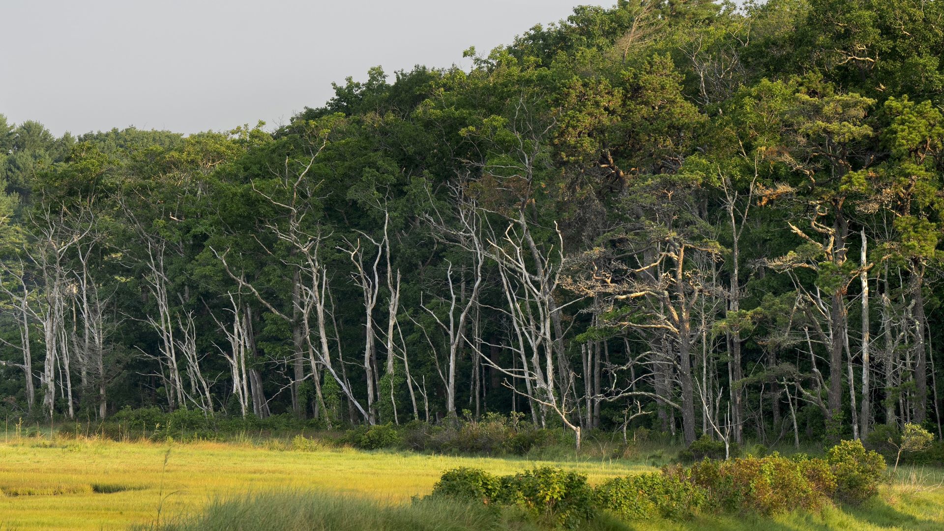 A forest of trees, including many dead trees at the front of the forest.