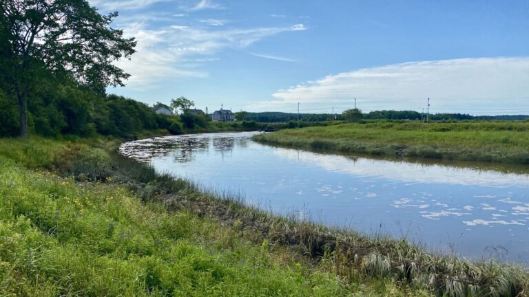 A former salt marsh in Addison, Maine.