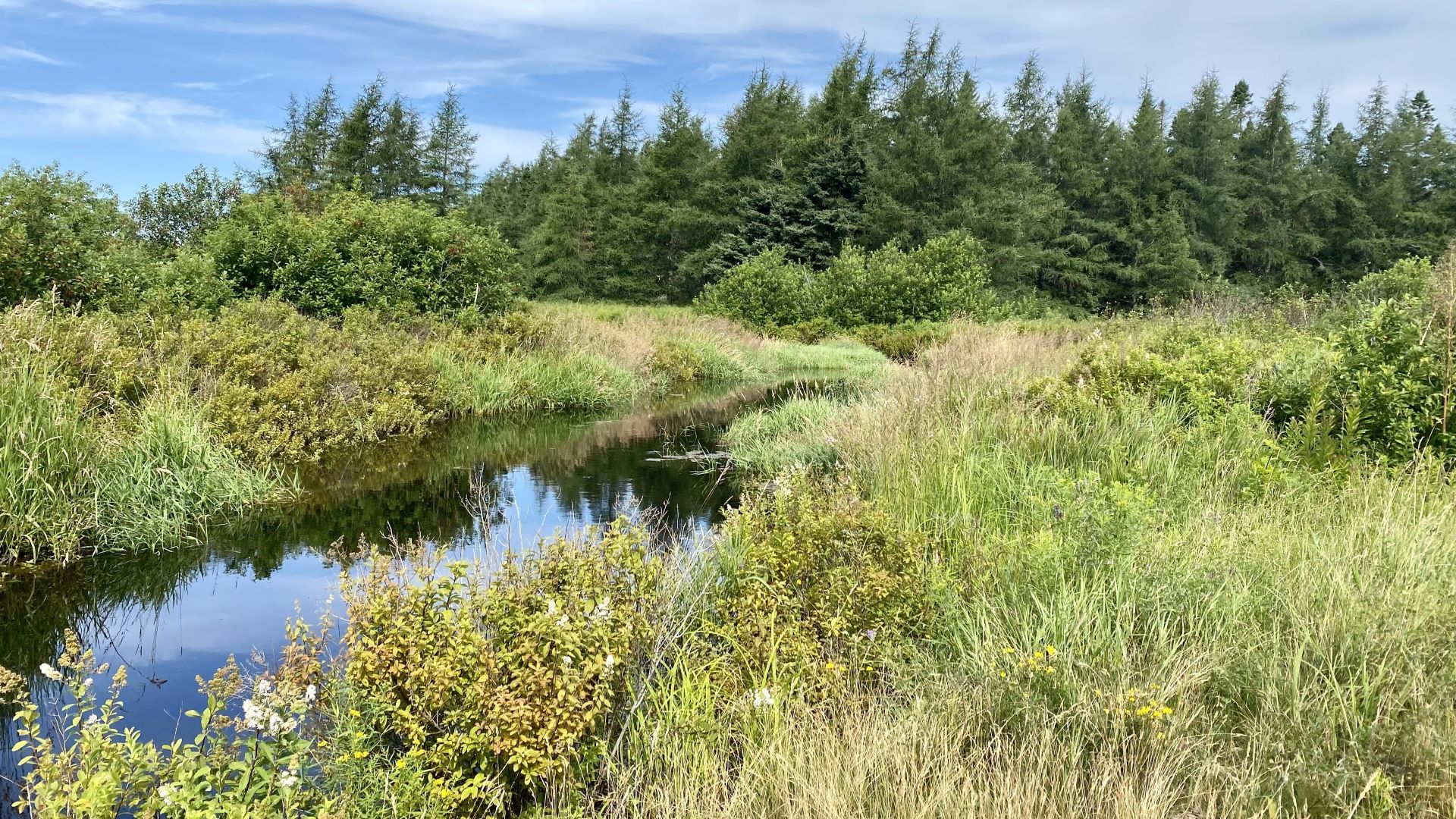 Forest surrounds the marsh in Addison.